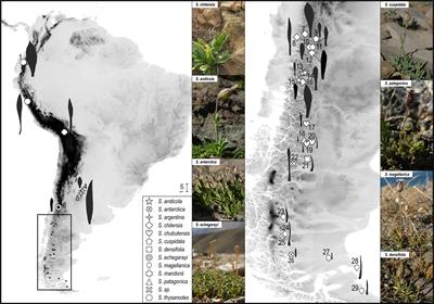 Origin and Diversification of South American Polyploid Silene Sect. Physolychnis (Caryophyllaceae) in the Andes and Patagonia